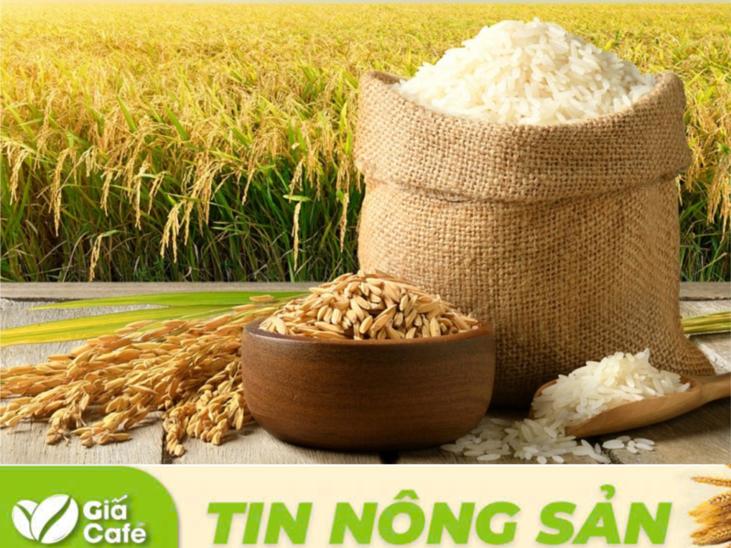 Gi&aacute; gạo xuất khẩu của Việt Nam kh&ocirc;ng thay đổi so với h&ocirc;m qua. 